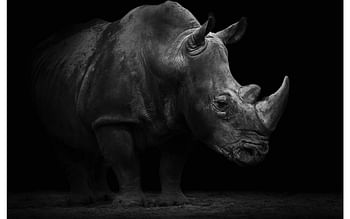 Promoties Schilderij Portrait Of A Rhino, Dibond 150x100cm - Goossens - Geldig van 03/11/2019 tot 08/12/2019 bij Goossens Wonen & Slapen