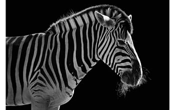 Promotions Schilderij Portrait Of A Zebra, Dibond 150x100cm - Goossens - Valide de 03/11/2019 à 08/12/2019 chez Goossens Wonen & Slapen
