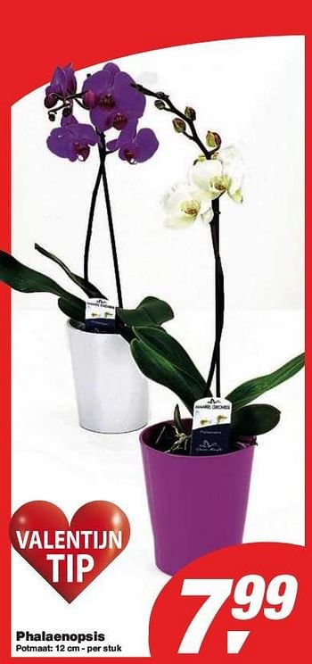 Promotions Phalaenopsis - Produit maison - Makro - Valide de 27/01/2010 à 09/02/2010 chez Makro