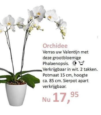 Promoties Orchidee - Huismerk - Groen Expert - Geldig van 11/02/2010 tot 17/02/2010 bij Groen Expert