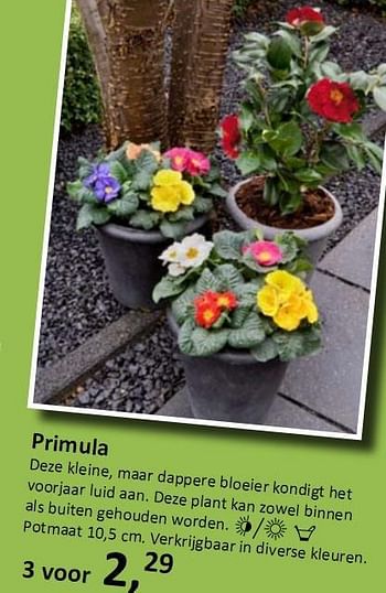 Promoties Primula - Huismerk - Groen Expert - Geldig van 11/02/2010 tot 17/02/2010 bij Groen Expert