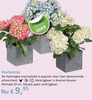 Promoties Hortensia - Huismerk - Groen Expert - Geldig van 06/05/2010 tot 12/05/2010 bij Groen Expert