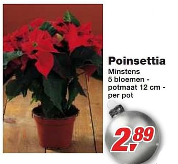 Promotions Poinsettia - Produit maison - Makro - Valide de 01/12/2010 à 14/12/2010 chez Makro