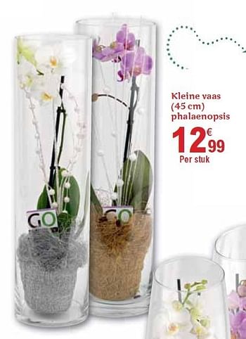 Promoties Kleine vaas (45 cm) phalaenopsis - Huismerk - Carrefour  - Geldig van 01/12/2010 tot 31/12/2010 bij Carrefour