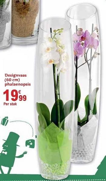 Promoties Designvaas (60 cm) phalaenopsis - Huismerk - Carrefour  - Geldig van 01/12/2010 tot 31/12/2010 bij Carrefour