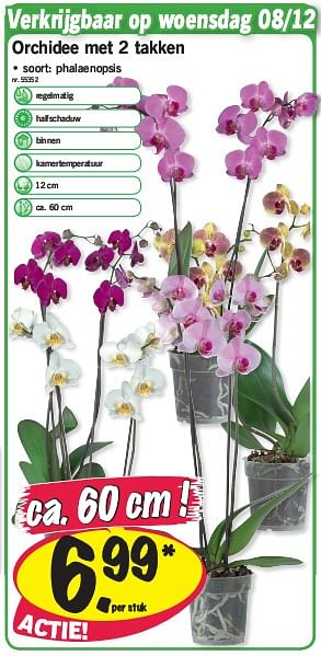 Promoties Orchidee met 2 takken - Huismerk - Lidl - Geldig van 08/12/2010 tot 08/12/2010 bij Lidl