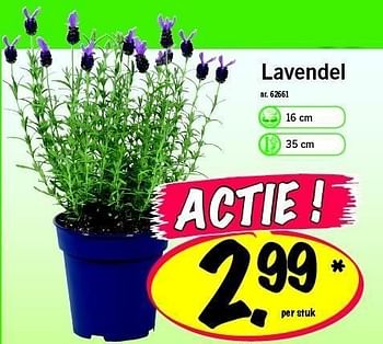 Nadruk Trekker Identiteit Lidl promotie: Lavendel - Huismerk - Lidl (Tuin en bloemen) - Geldig tot  18/06/11 - PromoButler