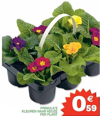 Promoties Primula`s kleuren naar keuze per plant - Huismerk - Champion - Geldig van 07/02/2012 tot 12/02/2012 bij Champion