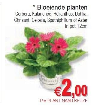 Promotions Bloeiende planten - Produit maison - Intermarche - Valide de 10/07/2012 à 15/07/2012 chez Intermarche