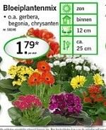 Promoties Bloeiplantenmix - Huismerk - Lidl - Geldig van 30/01/2013 tot 30/01/2013 bij Lidl