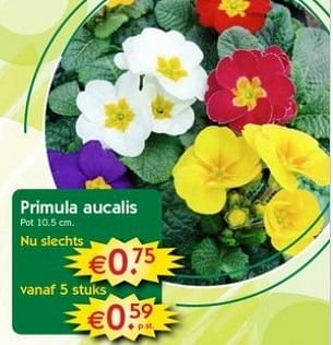 Promoties Primula aucalis - Huismerk - Pelckmans - Geldig van 06/02/2013 tot 18/02/2013 bij Pelckmans Tuincenter