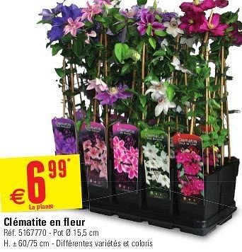 Promotions Clématite en fleur - Produit maison - Brico - Valide de 29/05/2013 à 10/06/2013 chez Brico