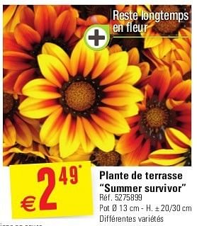 Promotions Plante de terrasse “summer survivor” - Produit maison - Brico - Valide de 29/05/2013 à 10/06/2013 chez Brico