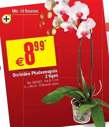 Promotions Orchidée phalaenopsis 2 tiges - Produit maison - Brico - Valide de 29/05/2013 à 10/06/2013 chez Brico