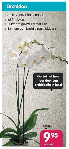 Promoties Orchidee - Huismerk - Free Time - Geldig van 03/02/2014 tot 02/03/2014 bij Freetime