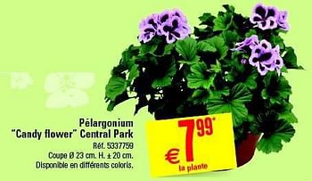 Promotions Pelargonium candy flower central park - Central Park - Valide de 09/04/2014 à 28/04/2014 chez Brico