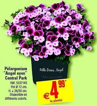 Promotions Pelargonium angel eyes central park - Central Park - Valide de 09/04/2014 à 28/04/2014 chez Brico