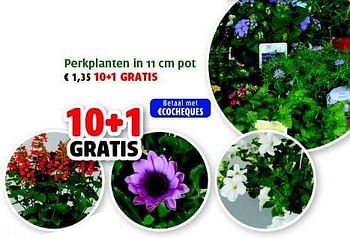 Promoties Perkplanten in pot - Huismerk - Aveve - Geldig van 30/04/2014 tot 11/05/2014 bij Aveve
