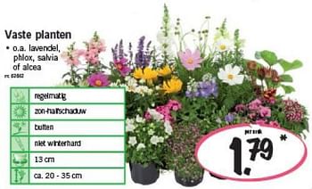 Promoties Vaste planten - Huismerk - Lidl - Geldig van 12/05/2014 tot 17/05/2014 bij Lidl