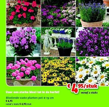 Promotions Bloeiende vaste planten pot - Produit maison - Aveve - Valide de 27/05/2014 à 08/06/2014 chez Aveve