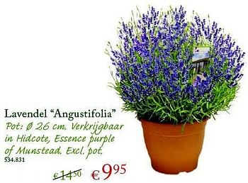Promoties Lavendel angustifolia - Huismerk - Walter Van Gastel - Geldig van 04/06/2014 tot 15/06/2014 bij Walter Van Gastel