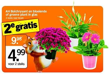Promoties Ah bolchrysant en bloeiende of groene plant in glas - Huismerk - Albert Heijn - Geldig van 01/09/2014 tot 07/09/2014 bij Albert Heijn