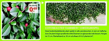 Promoties Cotoneaster `dammeri`- dwergmispel - Huismerk - Pelckmans - Geldig van 20/08/2014 tot 01/09/2014 bij Pelckmans Tuincenter