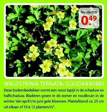 Promoties Waldsteinia ternata- goudaardbei - Huismerk - Pelckmans - Geldig van 20/08/2014 tot 01/09/2014 bij Pelckmans Tuincenter
