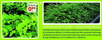 Promoties Lonicera nitida `elegant`- chinese kamperfoelie - Huismerk - Pelckmans - Geldig van 20/08/2014 tot 01/09/2014 bij Pelckmans Tuincenter