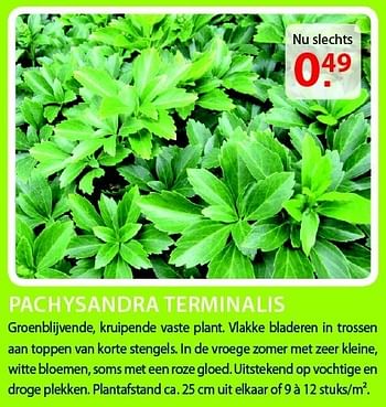 Promoties Pachysandra terminalis - Huismerk - Pelckmans - Geldig van 20/08/2014 tot 01/09/2014 bij Pelckmans Tuincenter