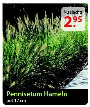 Promoties Pennisetum hameln - Huismerk - Pelckmans - Geldig van 20/08/2014 tot 01/09/2014 bij Pelckmans Tuincenter
