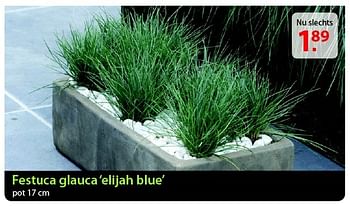 Promoties Festuca glauca elijah blue - Huismerk - Pelckmans - Geldig van 20/08/2014 tot 01/09/2014 bij Pelckmans Tuincenter