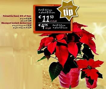 Promoties Poinsettia rood, wit of roze - Huismerk - Aveve - Geldig van 25/11/2014 tot 14/12/2014 bij Aveve