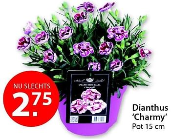 Promoties Dianthus `charmy` - Huismerk - Pelckmans - Geldig van 18/02/2015 tot 02/03/2015 bij Pelckmans Tuincenter