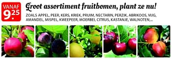 Promoties Groot assortiment fruitbomen - Huismerk - Pelckmans - Geldig van 18/02/2015 tot 02/03/2015 bij Pelckmans Tuincenter