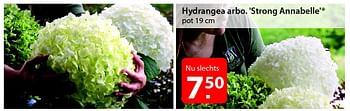 Promoties Hydrangea arbo. `strong annabelle` - Huismerk - Pelckmans - Geldig van 18/02/2015 tot 02/03/2015 bij Pelckmans Tuincenter