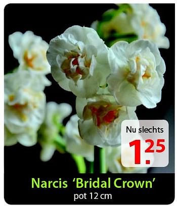 Promoties Narcis bridal crown - Huismerk - Pelckmans - Geldig van 18/02/2015 tot 02/03/2015 bij Pelckmans Tuincenter