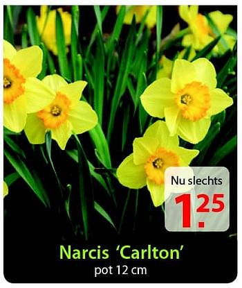 Promoties Narcis `carlton` - Huismerk - Pelckmans - Geldig van 18/02/2015 tot 02/03/2015 bij Pelckmans Tuincenter