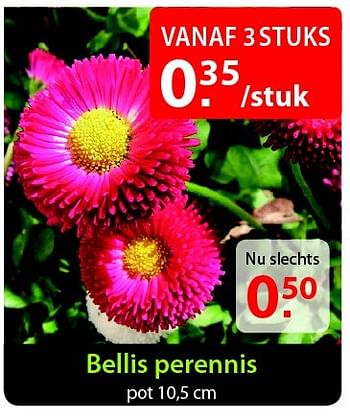 Promoties Bellis perennis - Huismerk - Pelckmans - Geldig van 18/02/2015 tot 02/03/2015 bij Pelckmans Tuincenter