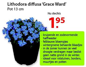 Promoties Lithodora diffusa `grace ward` - Huismerk - Pelckmans - Geldig van 18/02/2015 tot 02/03/2015 bij Pelckmans Tuincenter