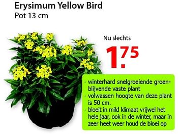 Promoties Erysimum yellow bird - Huismerk - Pelckmans - Geldig van 18/02/2015 tot 02/03/2015 bij Pelckmans Tuincenter