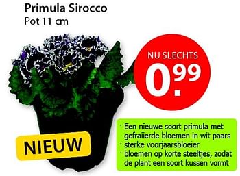 Promoties Primula sirocco - Huismerk - Pelckmans - Geldig van 18/02/2015 tot 02/03/2015 bij Pelckmans Tuincenter