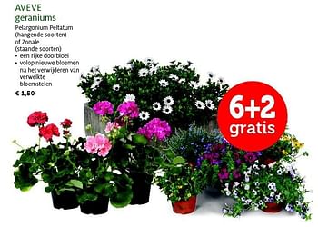 Promoties Aveve geraniums - Huismerk - Aveve - Geldig van 28/04/2015 tot 10/05/2015 bij Aveve