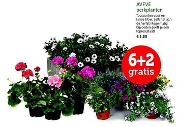 Promoties Aveve perkplanten - Huismerk - Aveve - Geldig van 28/04/2015 tot 10/05/2015 bij Aveve