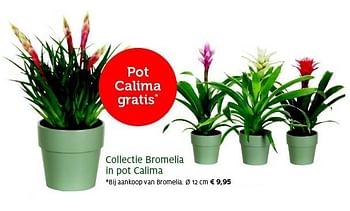 Promoties Collectie bromelia in pot calima - Huismerk - Aveve - Geldig van 28/04/2015 tot 10/05/2015 bij Aveve