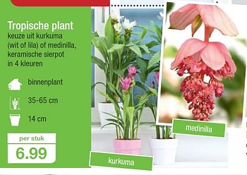 Promotions Tropische plant - Produit maison - Aldi - Valide de 03/06/2015 à 09/06/2015 chez Aldi