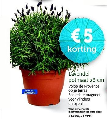 Promoties Lavendel potmaat - Huismerk - Aveve - Geldig van 23/06/2015 tot 05/07/2015 bij Aveve