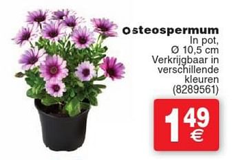 Promoties Osteospermum - Huismerk - Cora - Geldig van 12/04/2016 tot 25/04/2016 bij Cora