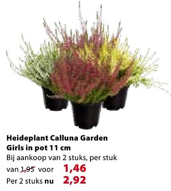 Promoties Heideplant calluna garden girls in pot - Huismerk - Gamma - Geldig van 19/10/2016 tot 24/10/2016 bij Gamma