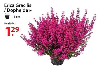 Promoties Erica gracilis - dopheide - Huismerk - Pelckmans - Geldig van 12/10/2016 tot 24/10/2016 bij Pelckmans Tuincenter